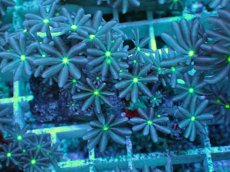 画像2: No.15 ハナヅタ　グリーンコア (2)