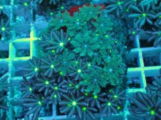 画像1: No.16 ハナヅタ　グリーンコア (1)