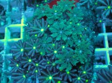 画像2: No.16 ハナヅタ　グリーンコア (2)