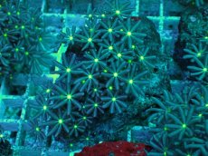 画像1: No.17 ハナヅタ　グリーンコア (1)