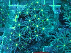 画像2: No.17 ハナヅタ　グリーンコア (2)