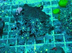 画像1: No.18 ハナヅタ　グリーンコア (1)