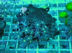 画像2: No.18 ハナヅタ　グリーンコア (2)