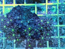 画像2: No.19 ハナヅタ　グリーンコア (2)