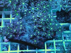 画像1: No.20 ハナヅタ　グリーンコア (1)