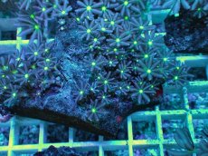 画像2: No.20 ハナヅタ　グリーンコア (2)