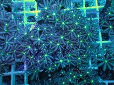 画像1: No.21 ハナヅタ　グリーンコア (1)