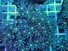 画像2: No.21 ハナヅタ　グリーンコア (2)