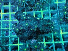 画像1: No.22 ハナヅタ　グリーンコア (1)