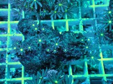 画像2: No.22 ハナヅタ　グリーンコア (2)