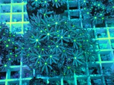 画像1: No.23 ハナヅタ　グリーンコア (1)