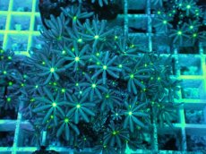 画像2: No.23 ハナヅタ　グリーンコア (2)