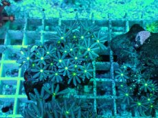 画像1: No.24 ハナヅタ　グリーンコア (1)