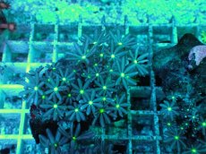 画像2: No.24 ハナヅタ　グリーンコア (2)