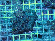 画像1: No.25 ハナヅタ　グリーンコア (1)