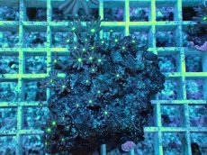 画像2: No.25 ハナヅタ　グリーンコア (2)