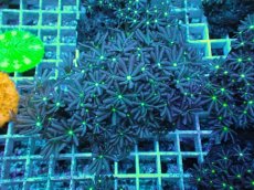 画像1: No.26 ハナヅタ　グリーンコア (1)