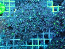 画像2: No.26 ハナヅタ　グリーンコア (2)