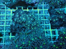 画像1: No.27 ハナヅタ　グリーンコア (1)