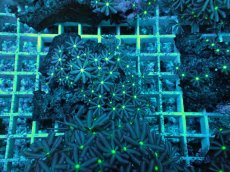 画像2: No.27 ハナヅタ　グリーンコア (2)