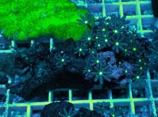 画像1: No.28 ハナヅタ　グリーンコア (1)