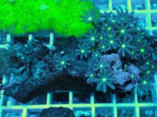 画像2: No.28 ハナヅタ　グリーンコア (2)