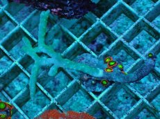 画像1: No.1 マメスナギンチャク　マルチカラー　　【珍しい、レアな個体♪】 (1)