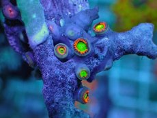 画像2: No.1 マメスナギンチャク　マルチカラー　　【珍しい、レアな個体♪】 (2)