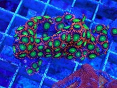 画像1: No.2 マメスナギンチャク　マルチカラー　　【珍しい、レアな個体♪】 (1)