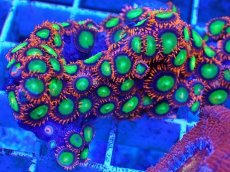 画像2: No.2 マメスナギンチャク　マルチカラー　　【珍しい、レアな個体♪】 (2)