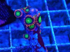 画像1: No.3 マメスナギンチャク　マルチカラー　　【珍しい、レアな個体♪】 (1)