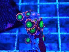 画像2: No.3 マメスナギンチャク　マルチカラー　　【珍しい、レアな個体♪】 (2)