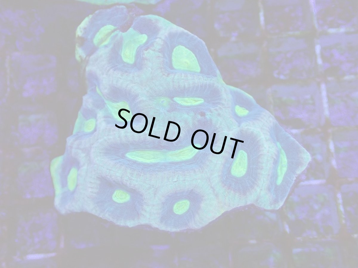 画像1: No.1 オーストラリア産　キクメイシsp (1)