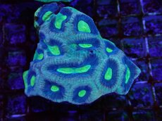 画像1: No.1 オーストラリア産　キクメイシsp (1)