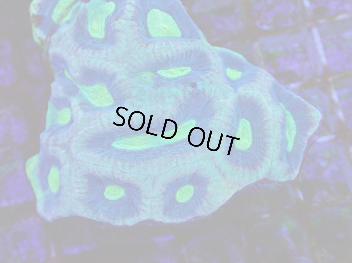 画像2: No.1 オーストラリア産　キクメイシsp (2)