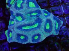 画像2: No.1 オーストラリア産　キクメイシsp (2)