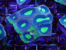 画像1: No.4 オーストラリア産　キクメイシsp (1)