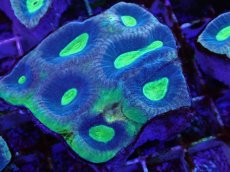 画像2: No.4 オーストラリア産　キクメイシsp (2)