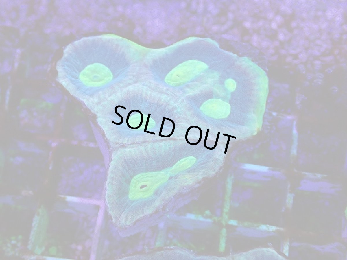 画像1: No.5 オーストラリア産　キクメイシsp (1)