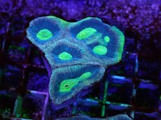 画像1: No.5 オーストラリア産　キクメイシsp (1)