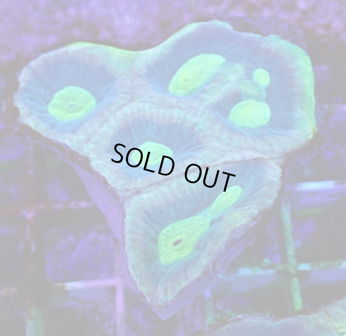 画像2: No.5 オーストラリア産　キクメイシsp (2)