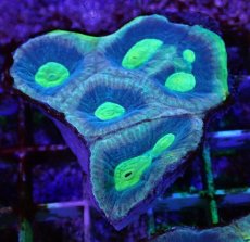 画像2: No.5 オーストラリア産　キクメイシsp (2)