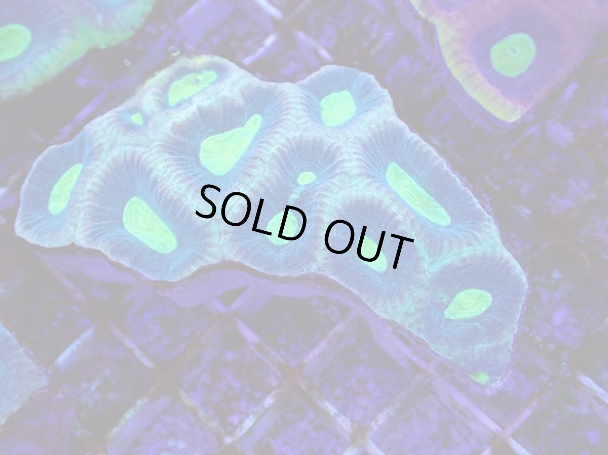 画像1: No.6 オーストラリア産　キクメイシsp (1)