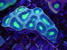 画像1: No.6 オーストラリア産　キクメイシsp (1)