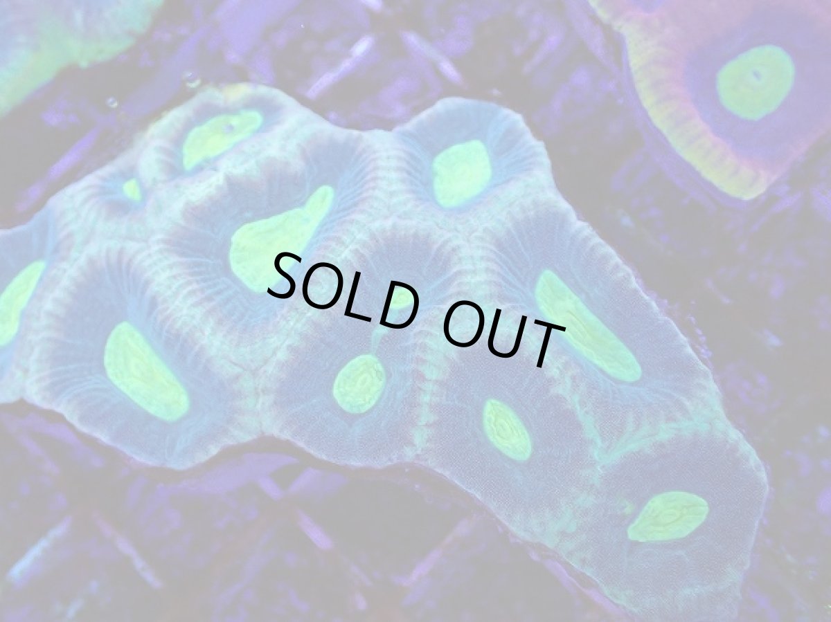 画像2: No.6 オーストラリア産　キクメイシsp (2)