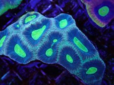 画像2: No.6 オーストラリア産　キクメイシsp (2)