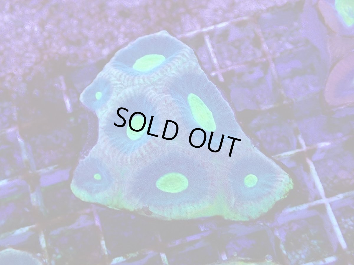 画像1: No.7 オーストラリア産　キクメイシsp (1)