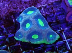 画像1: No.7 オーストラリア産　キクメイシsp (1)