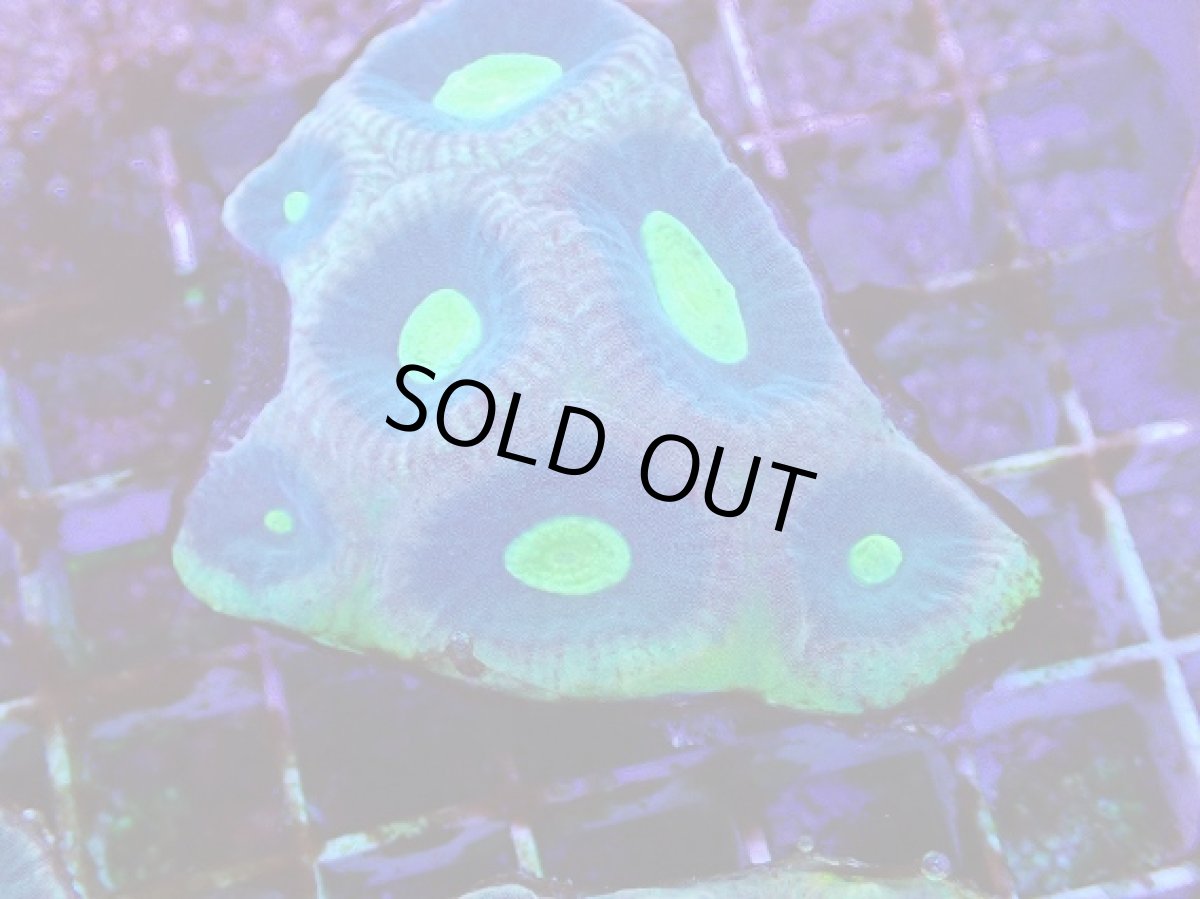 画像2: No.7 オーストラリア産　キクメイシsp (2)