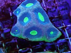 画像2: No.7 オーストラリア産　キクメイシsp (2)